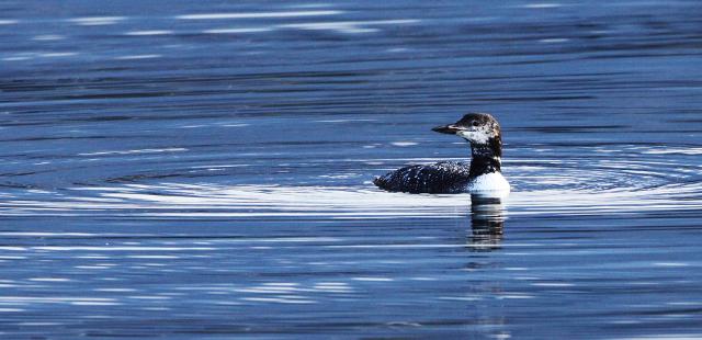 common loon in flight. COMMON LOON - PORT ANGELES