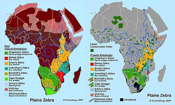 Zebras No Mapa De Africa African Zebra Map Illustration Stock Vector Zebras No Mapa De Africa African Zebra Map Illustration Stock Vector